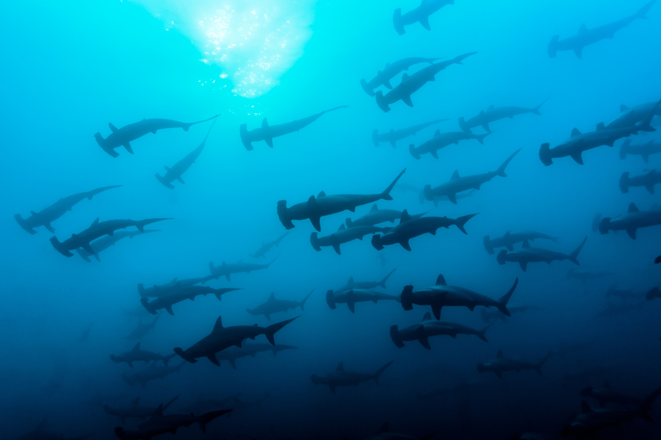 Shark Niño: Does El Niño alter shark behavior in Florida?