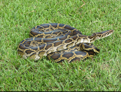 FWC justifies multi-million dollar budget to manage invasive species in Florida senate – WMNF 88.5 FM