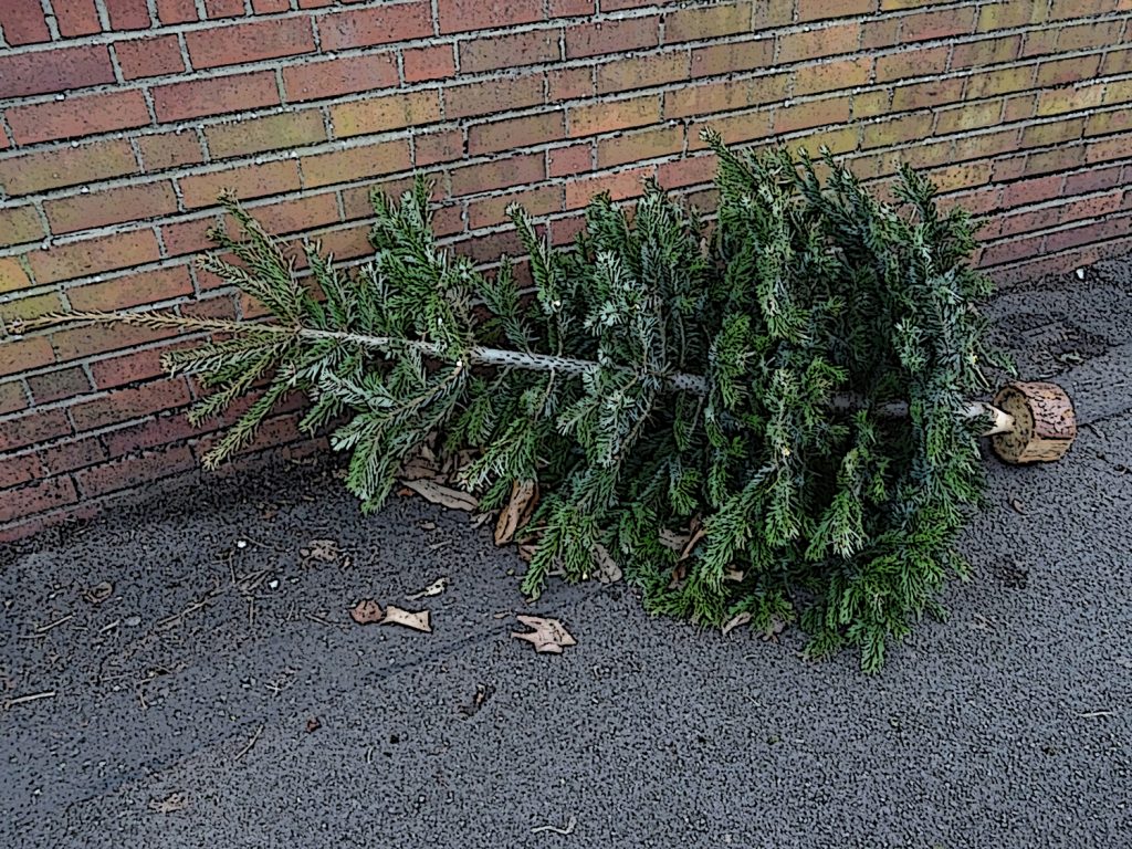 How to dispose of your Christmas Tree WMNF 88.5 FM