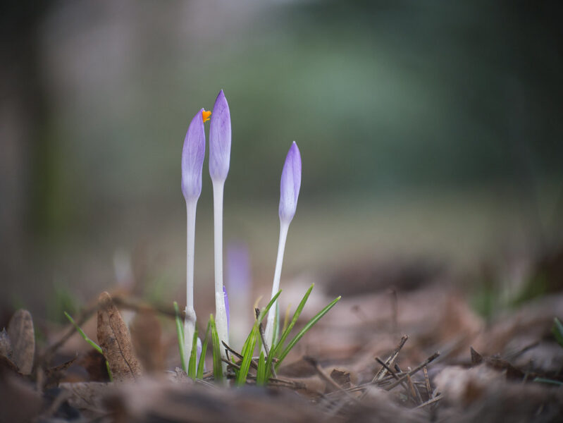 Spring In Springing