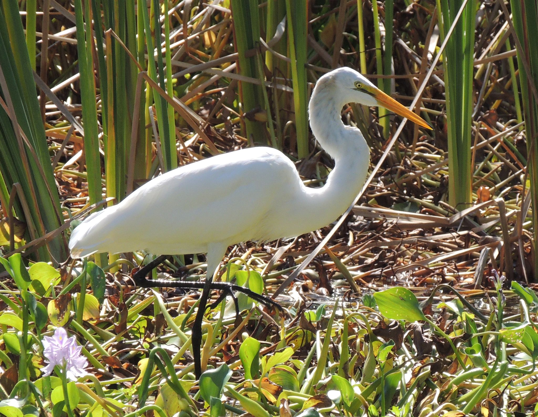 Which animal calls are most attractive? New research finds that you probably agree with the birds – try it out!