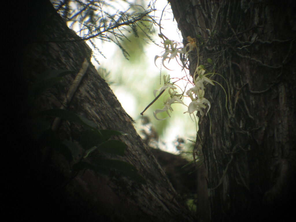 ghost orchid flowers