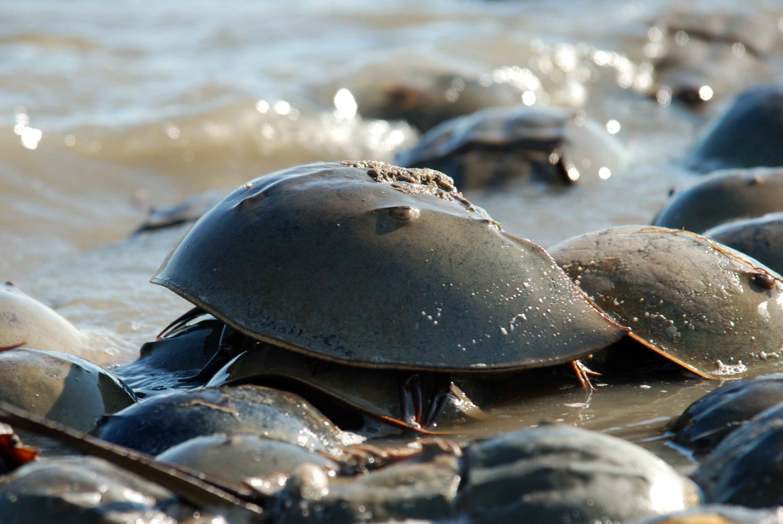 Environmental group to sue after horseshoe crabs denied protections