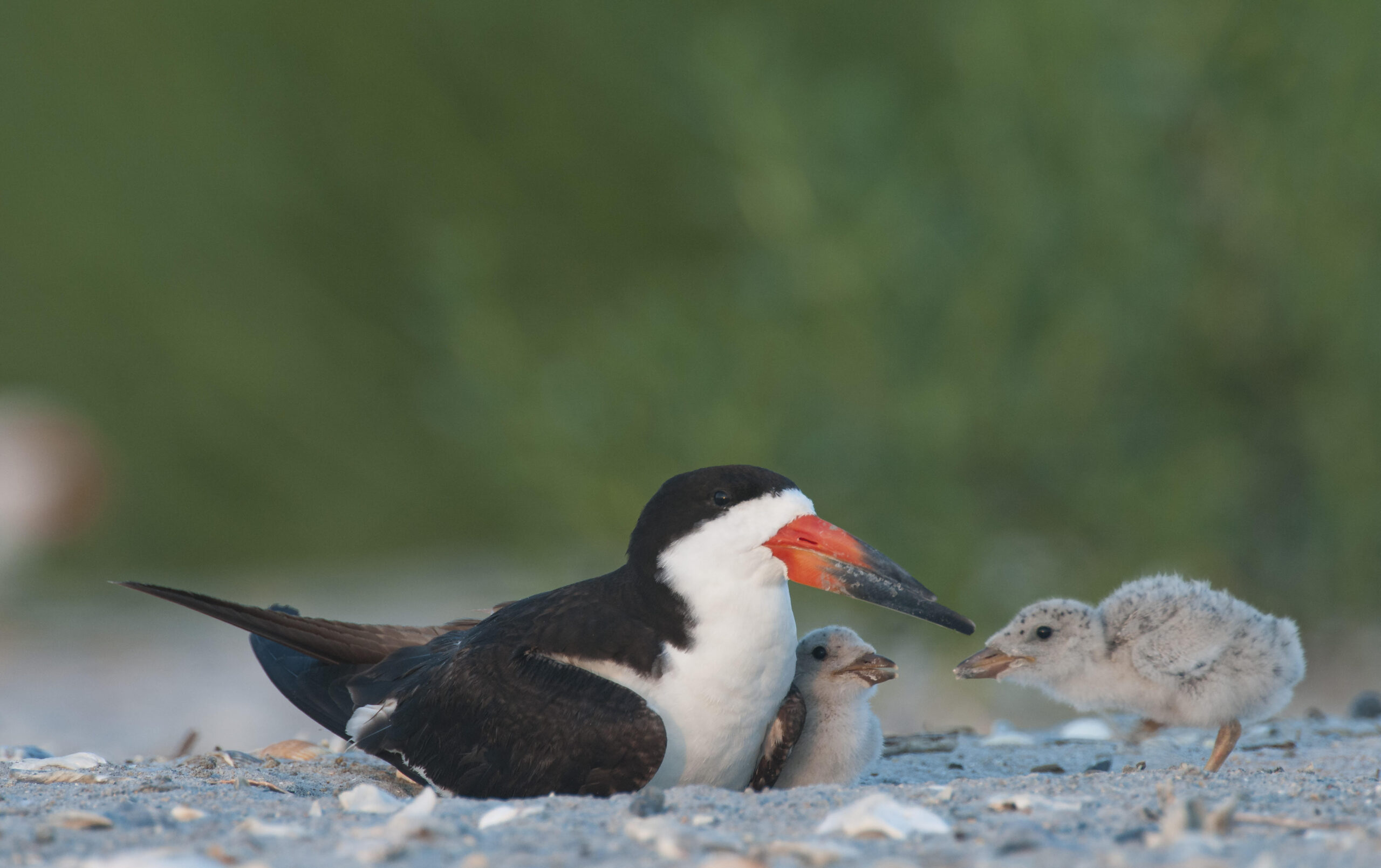bird black skimmer