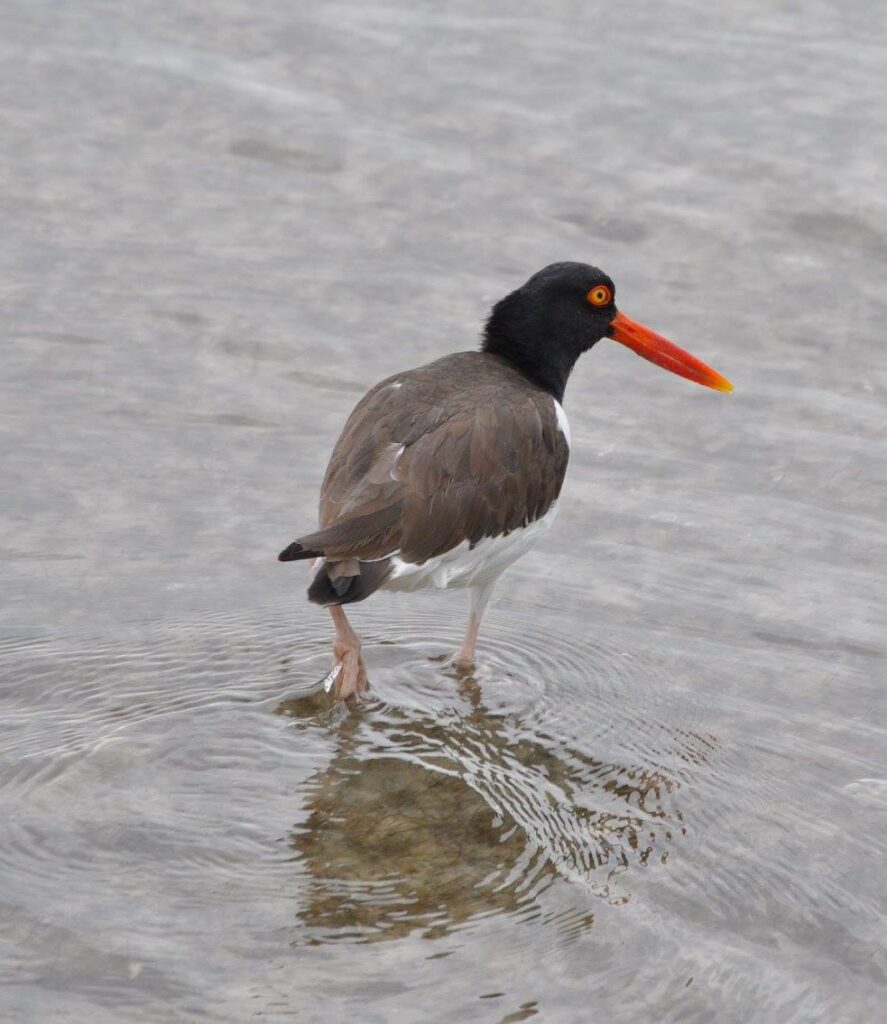 bird