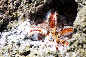 Sea Star Wasting Disease in Mexico starfish