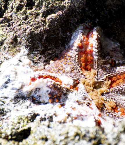 Sea Star Wasting Disease in Mexico starfish