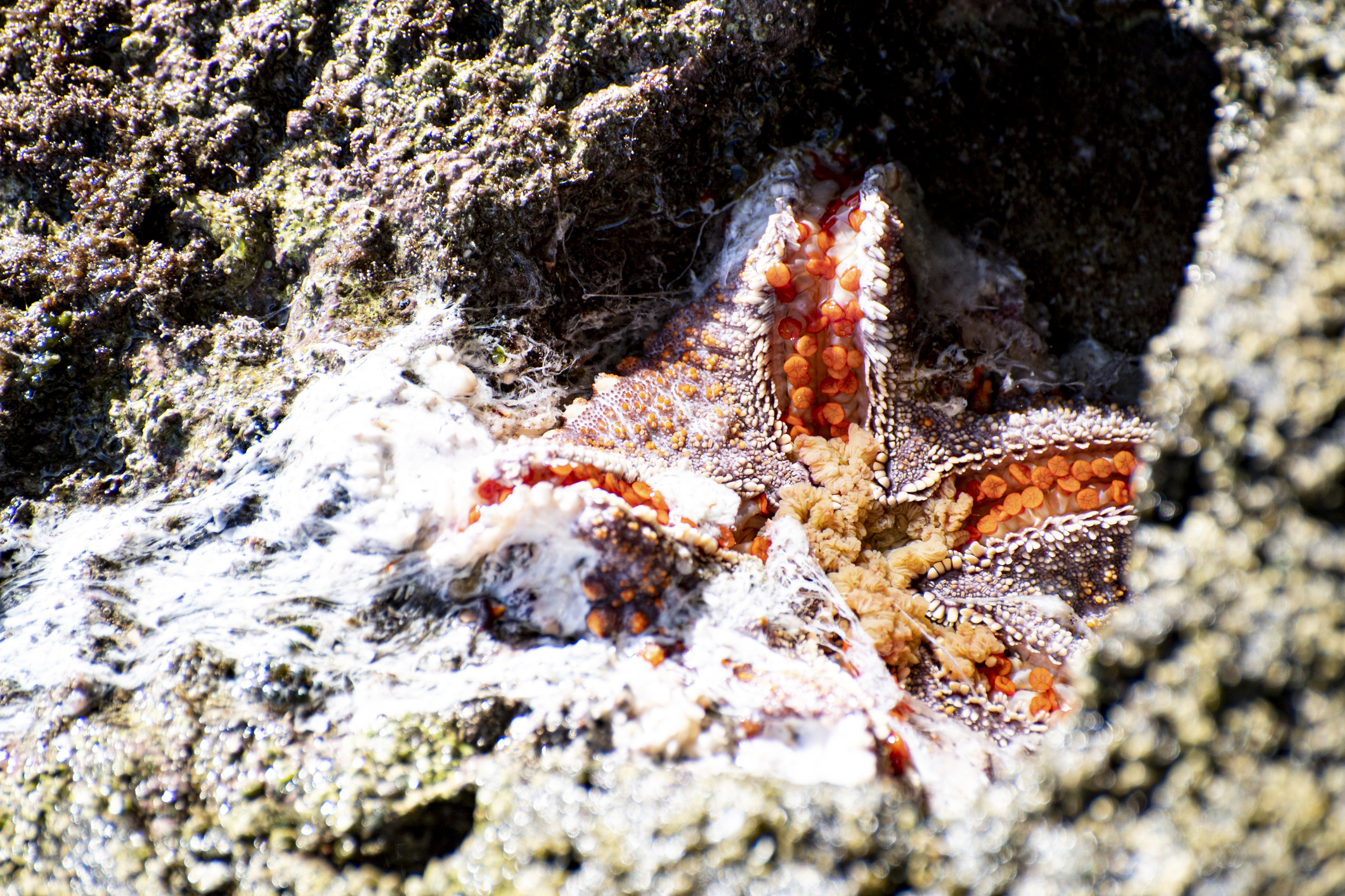 Sea Star Wasting Disease in Mexico starfish