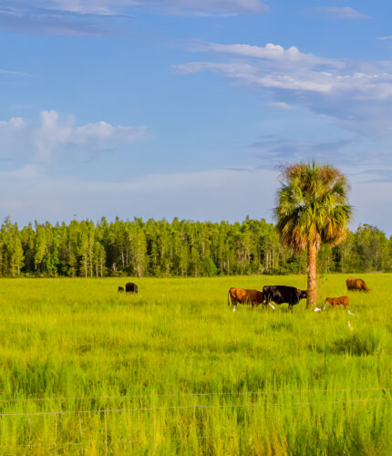 Cattle in a field near Wesley Chapel, Florida