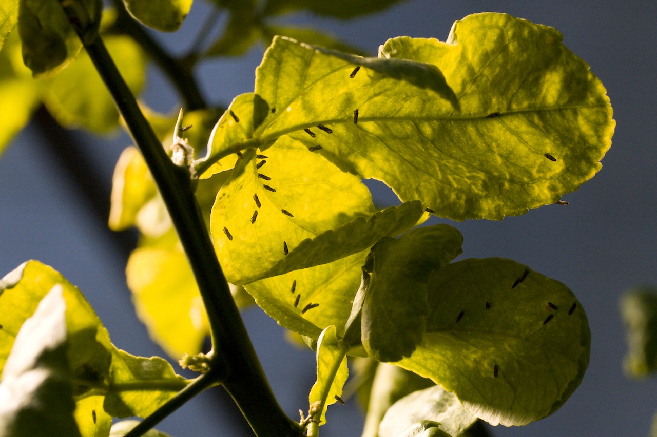 Citrus greening with Rose Loria