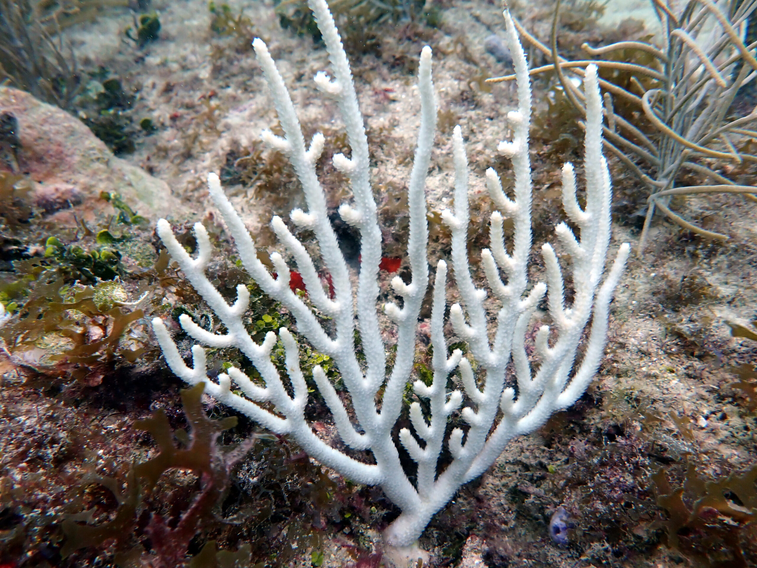 Researchers ‘troubled’ over rare coral bleaching event in South Florida