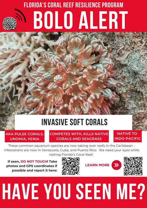 Scientists are warning Florida about an invasive coral species