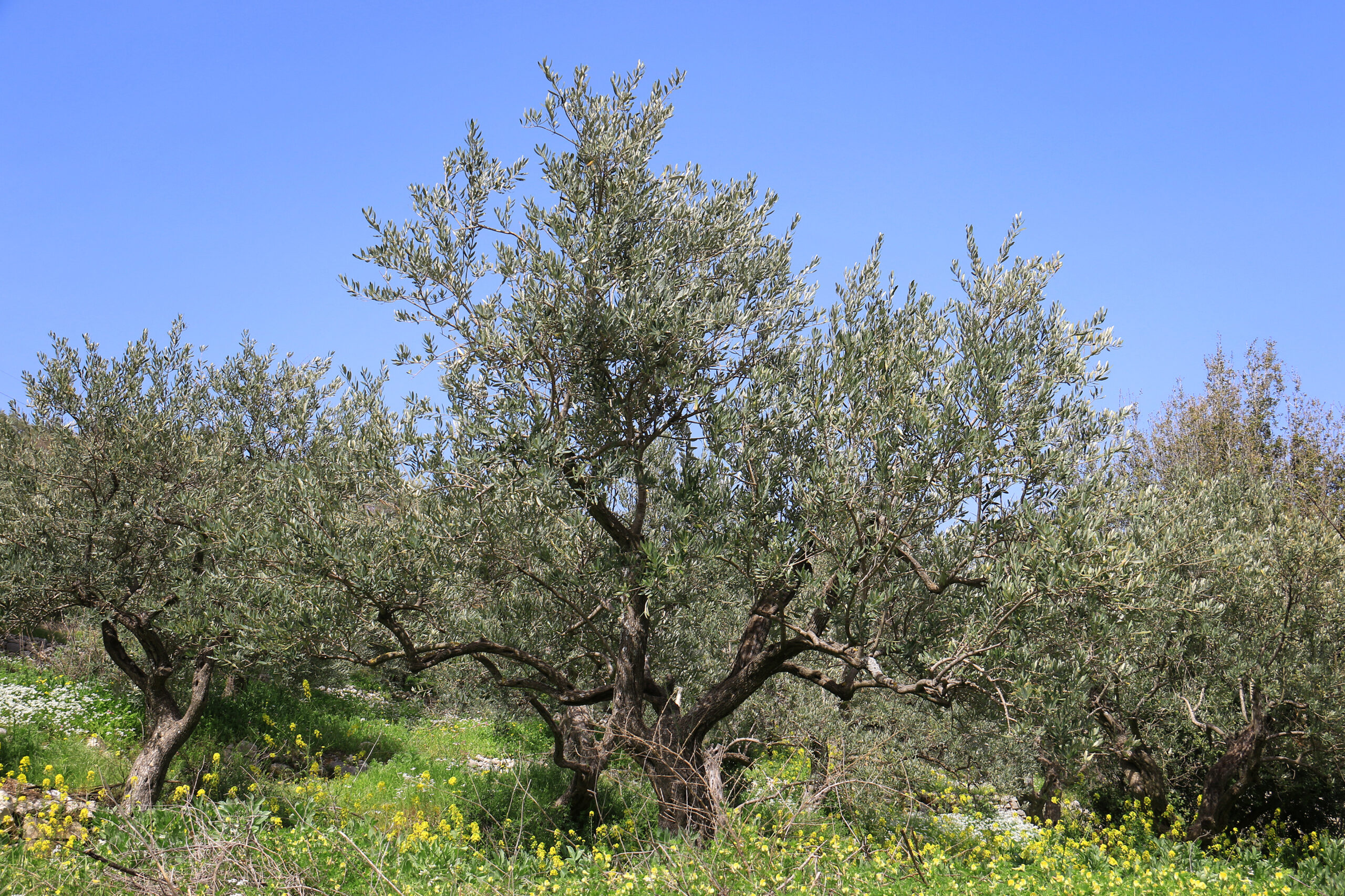 Lebanon orchards have been burnt , wildlife habitat destroyed by Israeli strikes – raising troubling international law questions