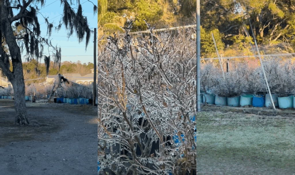 After historic freeze, Florida farmers count losses that could reach $1.5 billion