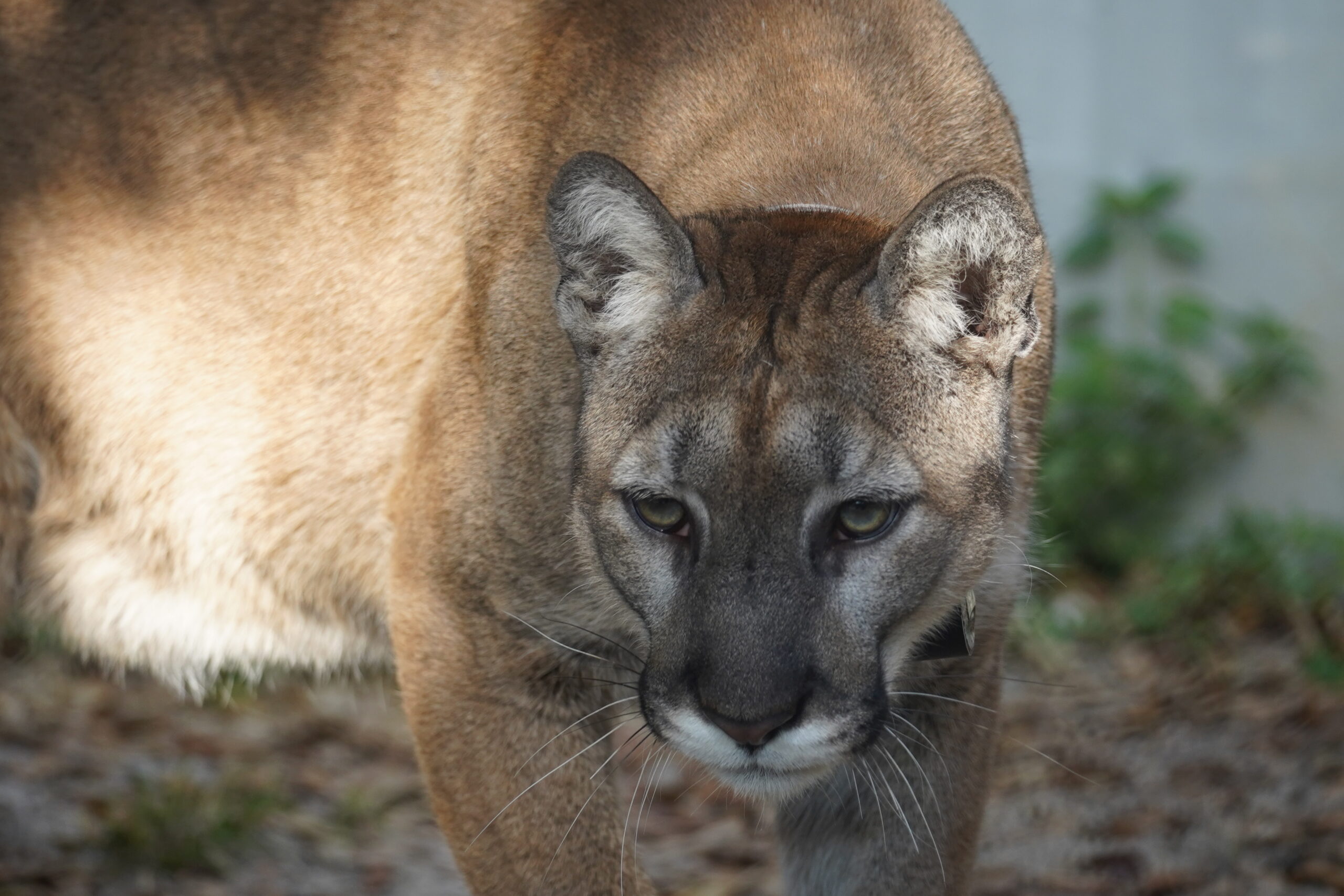 Florida panther will remain at ZooTampa after rehabilitation