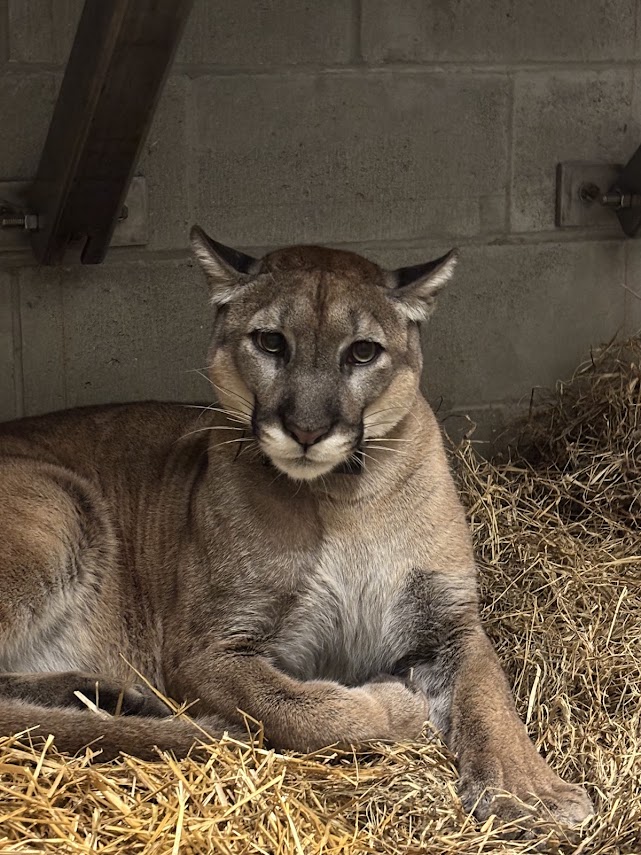Florida panther will remain at ZooTampa after rehabilitation
