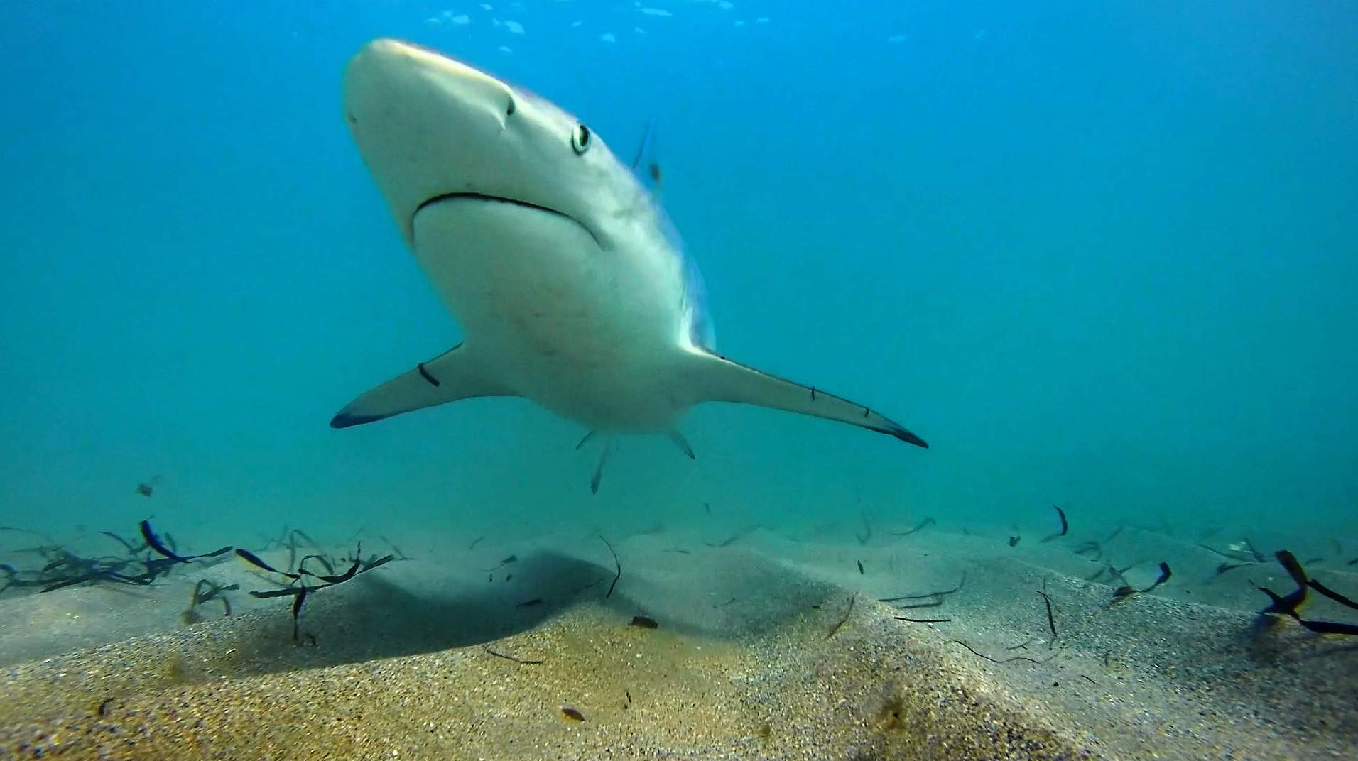 Shark expert offers sneak preview of lecture he’ll deliver at major local festival