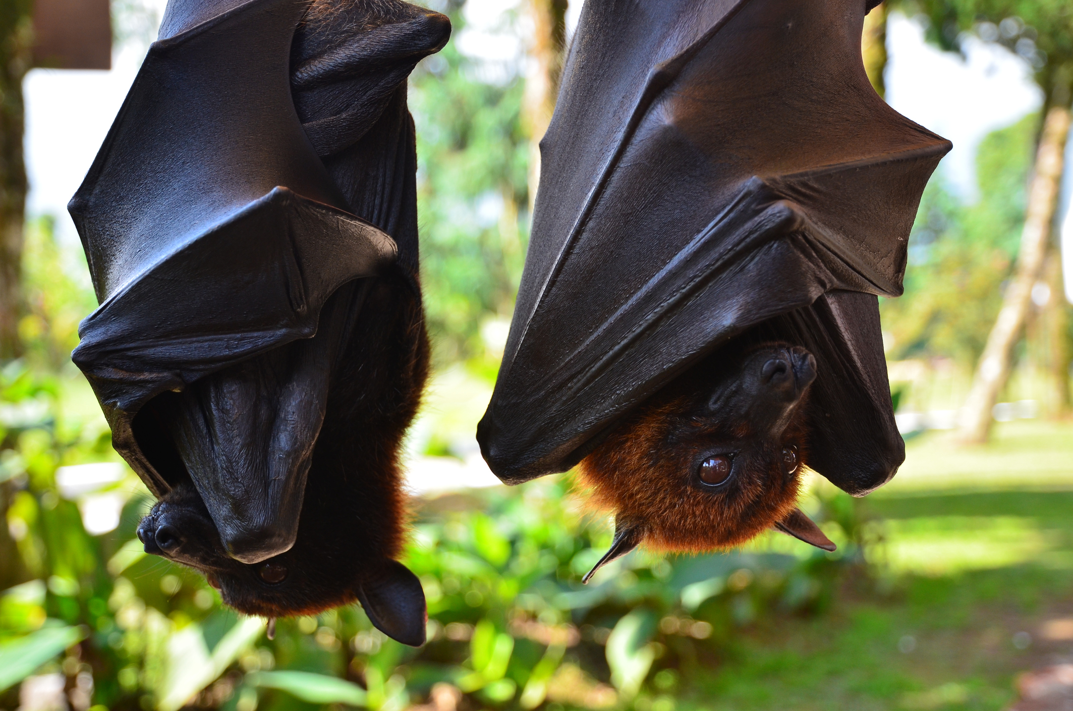 How much is a bat worth? Their deaths cost taxpayers and the wider economy