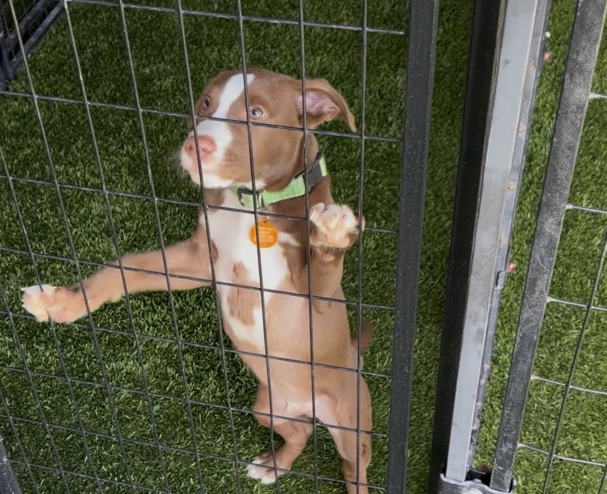 Amid Trump’s immigration crackdown, one Tampa pet rescue is dealing with a flood of animals