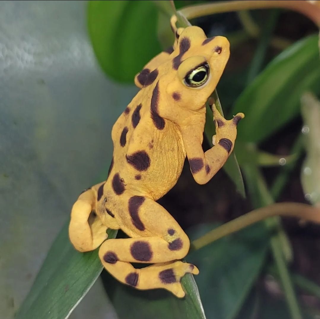 Endangered Panamanian Golden Frog