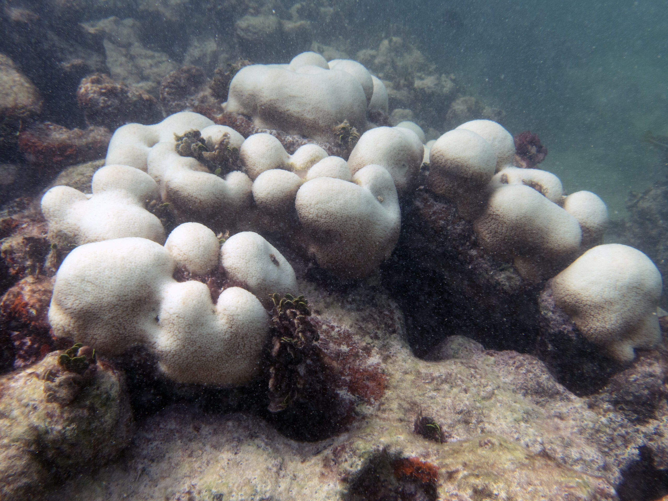Coralꪔ̤̫ There's already coral bleaching in the Florida Keys in the