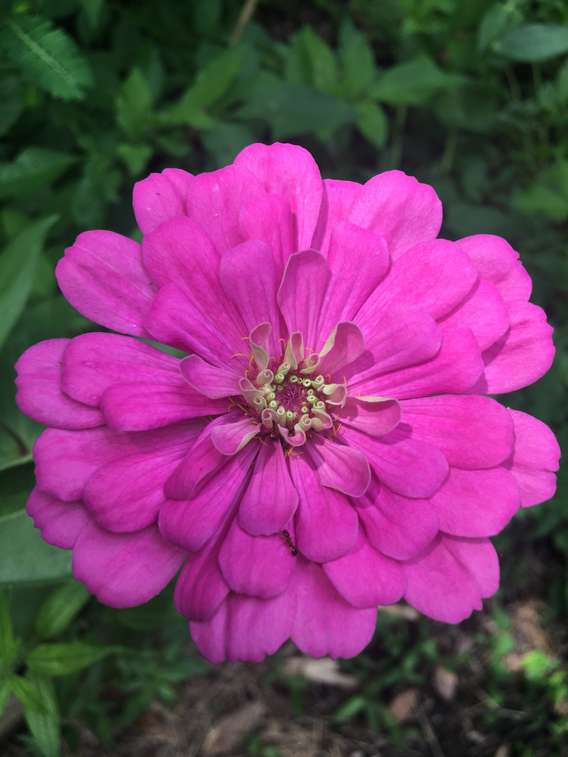 Growing your gardening community through social media with Meg Keller, Rachel Perrino & Derrik Godshall episode artwork